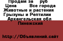 Продам за 50 руб. › Цена ­ 50 - Все города Животные и растения » Грызуны и Рептилии   . Архангельская обл.,Пинежский 